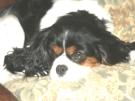 cavalier king charles